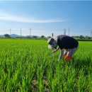 농업기술센터 화북상담소 | 군산시농업기술센터, 고품질 군산쌀 위한 벼 이삭거름 적기 시용 당부