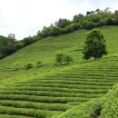 보성녹돈삼합 이미지