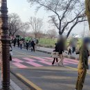 원당영락교회 주차장 앞 횡단보도 | 경주 벚꽃명소 실시간 후기 개화시기 현황 대릉원 축제 무료주차장 추천