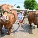 복사꽃수레마을 네이버블로그