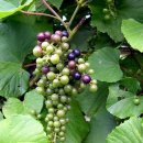 대수풀농장 이미지