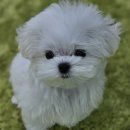 야옹아 멍멍해봐 계림점 이미지