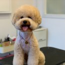 코모네 펫하우스 이미지