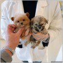 대구강아지분양 퍼피얌 | 대구강아지분양 홍스퍼피 방문 후기: 상주시강아지무료분양보다 더 만족스러운 이유!