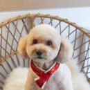 미용하고 가개 이미지