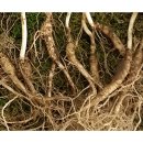 약초백화점 이미지