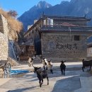 계화농장 | [차마고도 여행기-4] 호도협트래킹 차마객잔~중도객잔~티나객잔