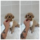 몽아뜨 이미지