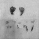 동주동물병원 이미지