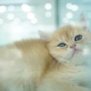 헤어도로시 이미지