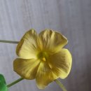 오리자 Daum카페