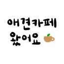 아라애견 이미지