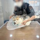 이쁘냥고양이미용실