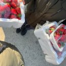 아리랑농장 | 밀양 삼랑진 딸기 직판장 ㅣ 아리랑 효소 이종구 농장