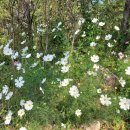 예림이네민박 이미지