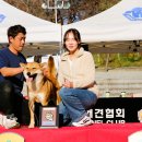 애견전람회 이미지