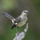 북부흉내지빠귀 [Northern mockingbird (Mimus polyglottos)] 이미지