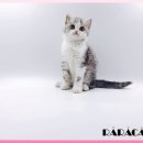 고양이 분양 제나캣 울산점 이미지