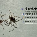 🕷️집유령거미(Pholcus phalangioides) 유령 같이 몸을 매우 빠르게 흔듦 알집을 입에 물고 다니는 암컷 이미지