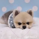 멍헤어 애견미용실 | 일산애견미용 어디가 좋아? 하이멍 애견미용실&amp;애견호텔 솔직 후기