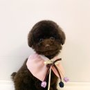 도그아트 이미지