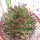 대원안경원 이미지