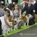 Dog Show 이미지