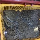 해송초장 이미지