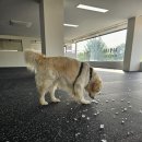 데일리멍 애견유치원, 애견호텔 이미지