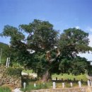 상만리 비자나무 이미지