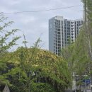 식물원사거리-파리바케트 앞 | #553 대구 여행추천 목향장미 카페 추천🔥 건들바위사거리 감성카페 @큐바이쿼트 개화상황 후기🌼💐