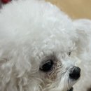 몽글몽글 이미지