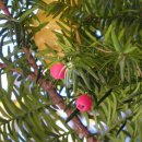 안양초등학교 이미지