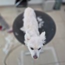 남창애견샵 복실강아지 | 경력자 남자 대표원장 운영 : 대구 강아지미용 간지나개 이중모 털갈이 엉킴 후기