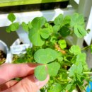 텃밭약국 이미지