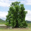 은행나무1길 이미지