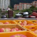 팜5150 이미지
