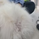엘케이동물병원 | 강아지바리깡 초보자도 손쉽게 관리