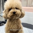 러블리펫샵 이미지