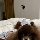 제니스토리