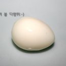 개구리도시락 Daum카페