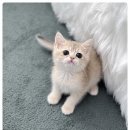 버디독 고양이분양 강아지분양 안심분양센터 인천점 이미지