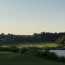 사이프러스 이미지