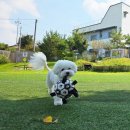 남당로뎀 펜션 | 홍성남당항대하축제 애견동반 숙소 - 반려견과 함께하는 완벽한 바다 여행