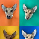 나라라펫 이미지