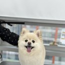 만점애견미용 이미지