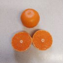 삼산농산물도매시장 | 삼산농산물도매시장 설 명절선물 과일선물 천혜향 5kg 가격