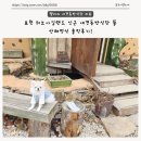 산채뜰 | 포천 허브아일랜드 인근 애견동반식당 뜰 산채정식 솔직후기!