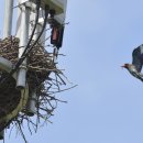 동물왕국 이미지