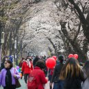 장안벚꽃길 이미지